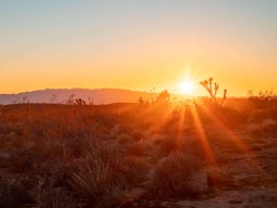 Sunset with the joshua trees