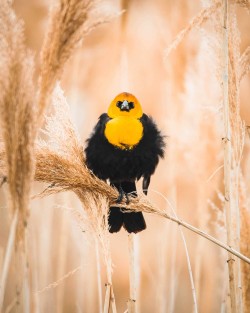 Face to face with a yellow-headed blackbird