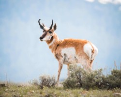 Pronghorn standing on the hill