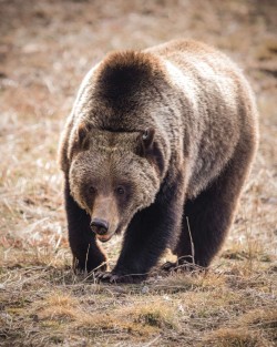 Grizzly bear portrait