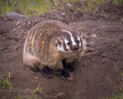 Badger protecting her den