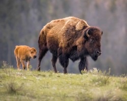 Bison and her calf on a hill