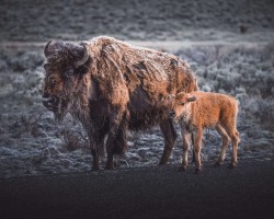 Bison and her calf on a cold morning