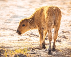 Young backlit bison