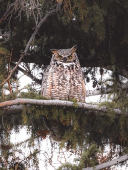 Moody Great Horned Owl