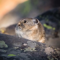 Pika sitting on some rocks