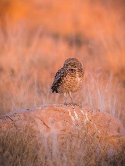 Sunset burrowing owl