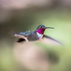 Hummingbird showing off its iridescent colors