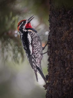 Hungry woodpecker on a tree
