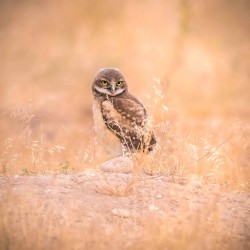 Baby burrowing owl