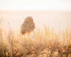 Backlit burrowing owl