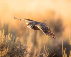 Burrowing Owl in Flight