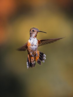 Hummingbird flying