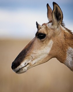 Pronghorn portrait