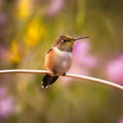 Hummingbird perched on a branch