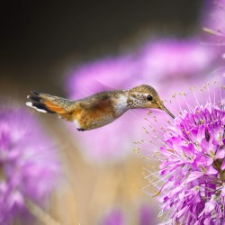 Hummingbird eating from a flower