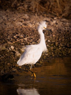 Snowy Egret walking into the pond