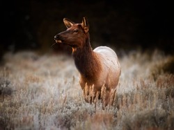 Female elk after sunset