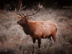 Bull elk shortly after sunset