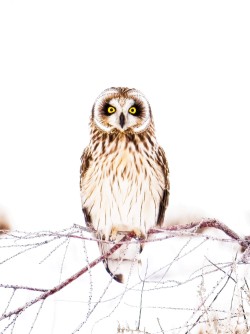 High-key short eared owl
