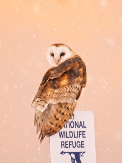Barn Owl braving the storm