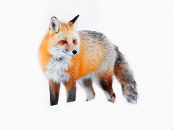 High-key fox in the snow