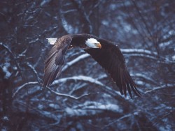 Bald eagle in flight