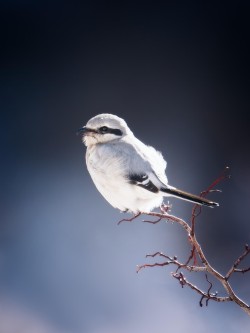 Perched Northern Shrike