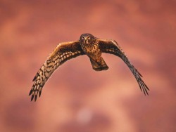 Northern harrier flying at sunset