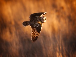 Short-eared owl in golden light