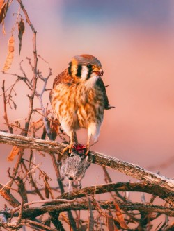 American Kestrel with a vole