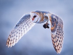 Barn owl with a vole