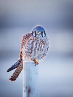 Blue hour american kestrel