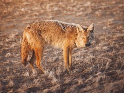 Coyote eating its dinner