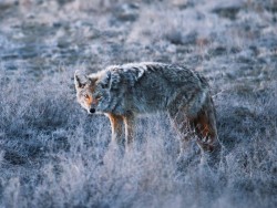 Blue hour coyote hunting