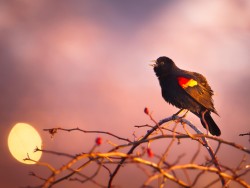 Red-winged blackbird singing at sunset
