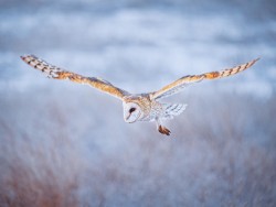 Barn owl hunting