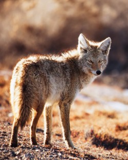Backlit coyote