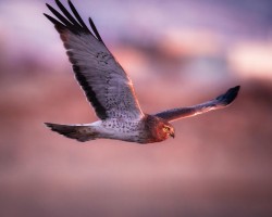 Northern Harrier