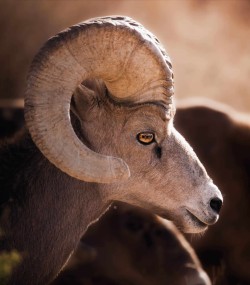 Bighorn sheep in evening light