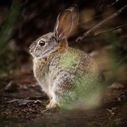 Bunny hiding in the trees