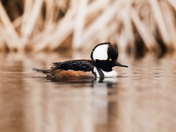 Hooded Merganser Swimming