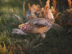 Dramatic Sharp-tailed Grouse