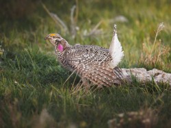 Sharp-tailed Grouse Showing Off