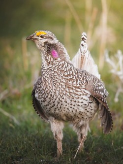 Sharp-tailed Grouse in morning light