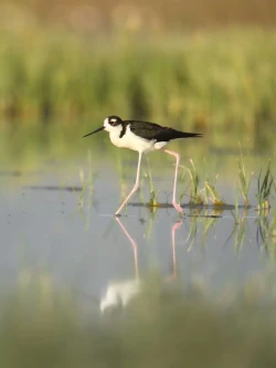 Black-necked stilt walking through shallow water, shorebird walking