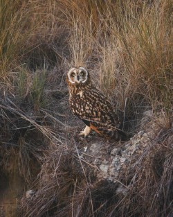 Short-eared owl resting