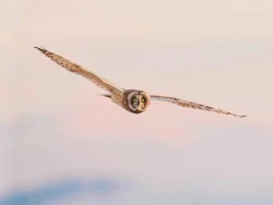 Short-eared owl in flight, owl flying at sunset