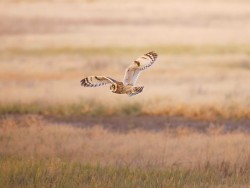 Short-eared owl in flight, owl flying at sunset