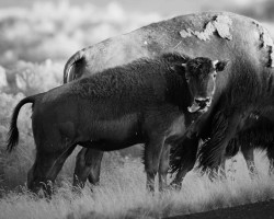 Bison in black and white